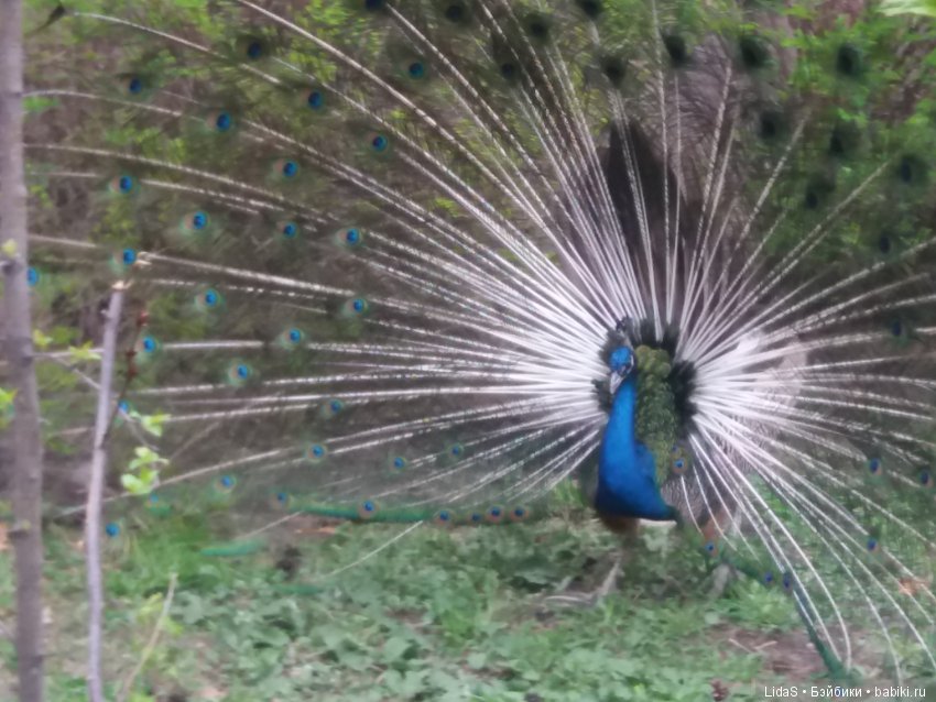 Прогулка по зоопарку. Первая в этом году