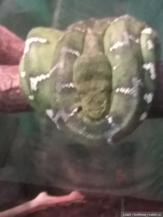 Прогулка по зоопарку. Первая в этом году (фото 5)