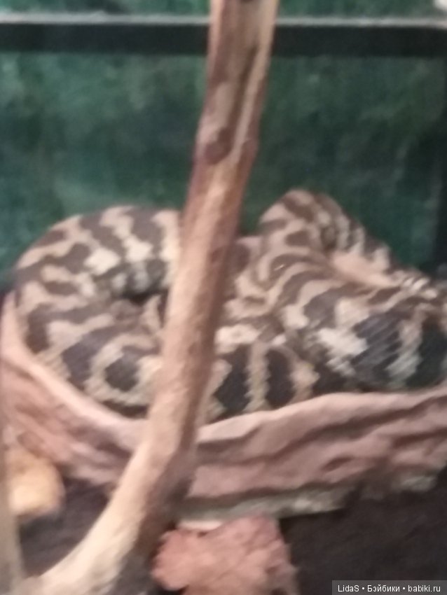 Прогулка по зоопарку. Первая в этом году