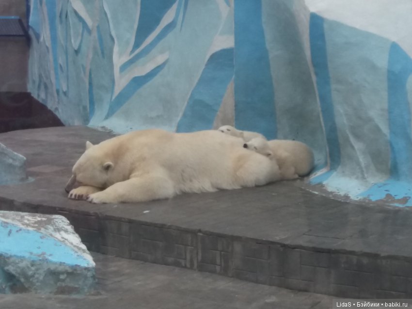 Продолжаем прогулку по зоопарку г. Новосибирска