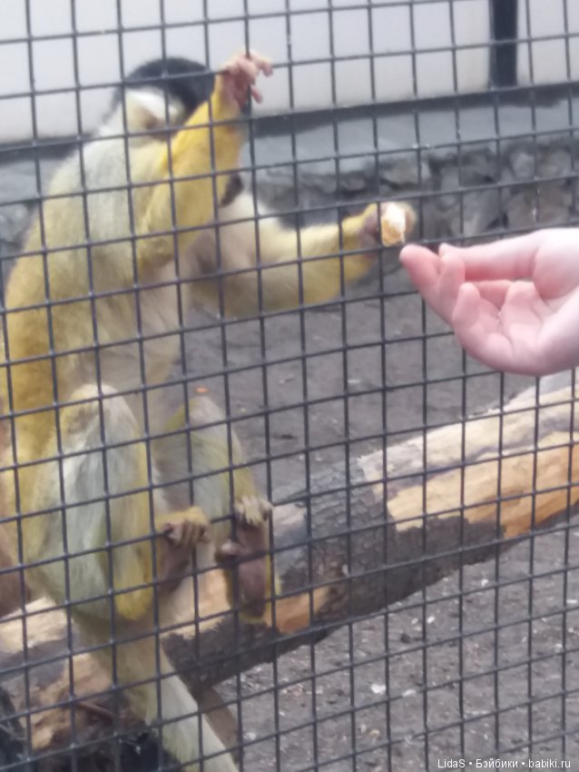 Прогулка по зоопарку. Первая в этом году