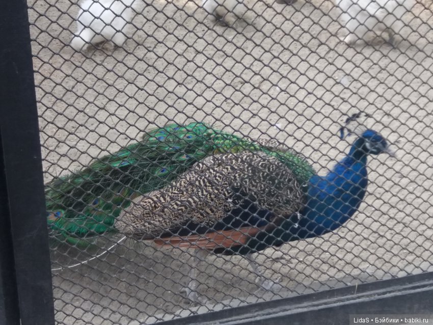 Продолжаем прогулку по зоопарку г. Новосибирска