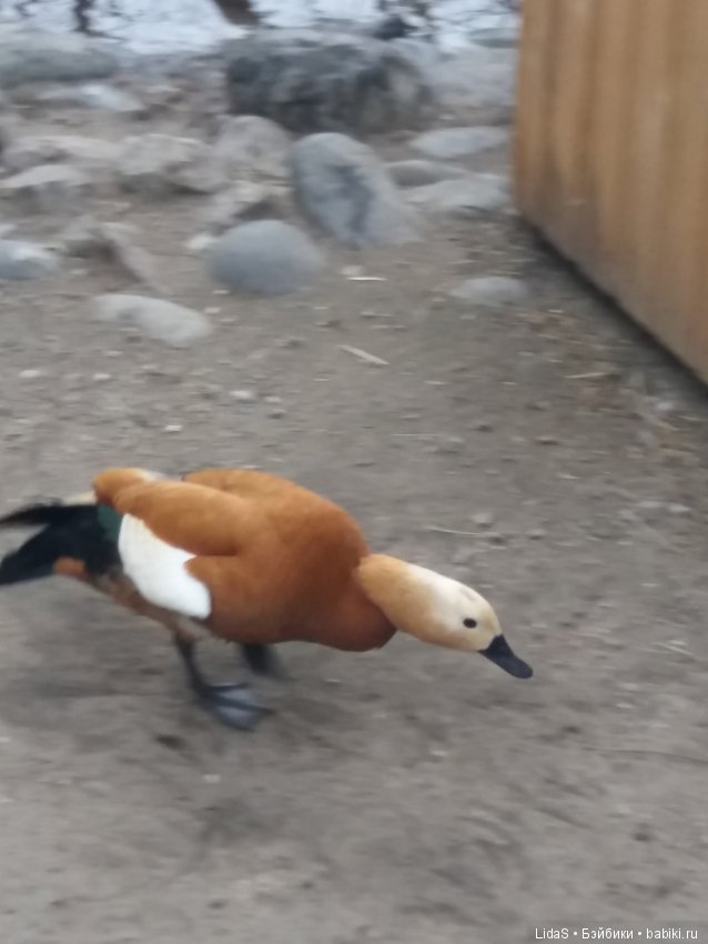 Продолжаем прогулку по зоопарку г. Новосибирска