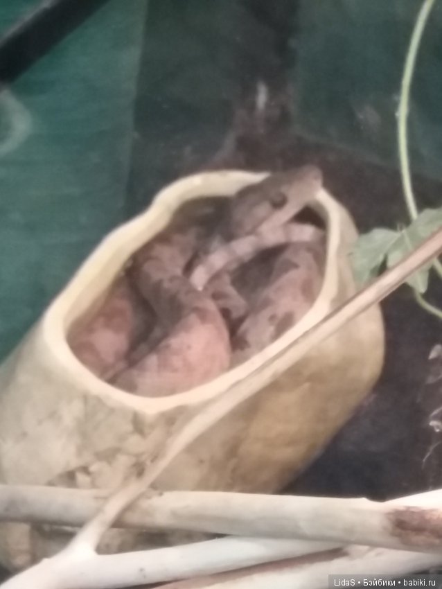 Прогулка по зоопарку. Первая в этом году