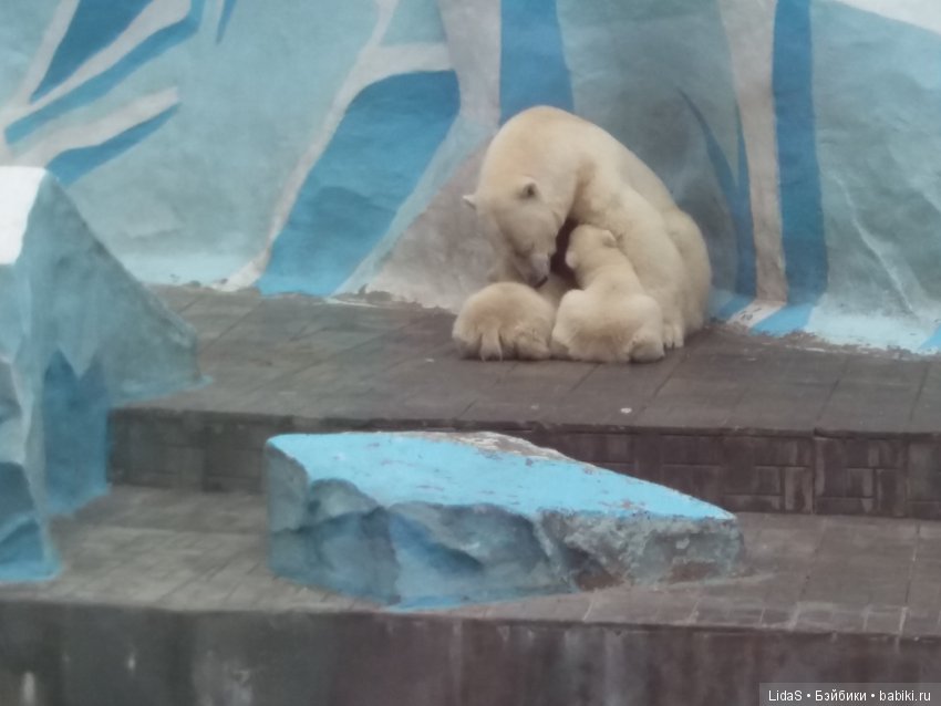 Прогулка по зоопарку. Первая в этом году (фото 6)