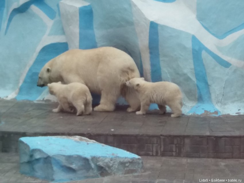 Продолжаем прогулку по зоопарку г. Новосибирска