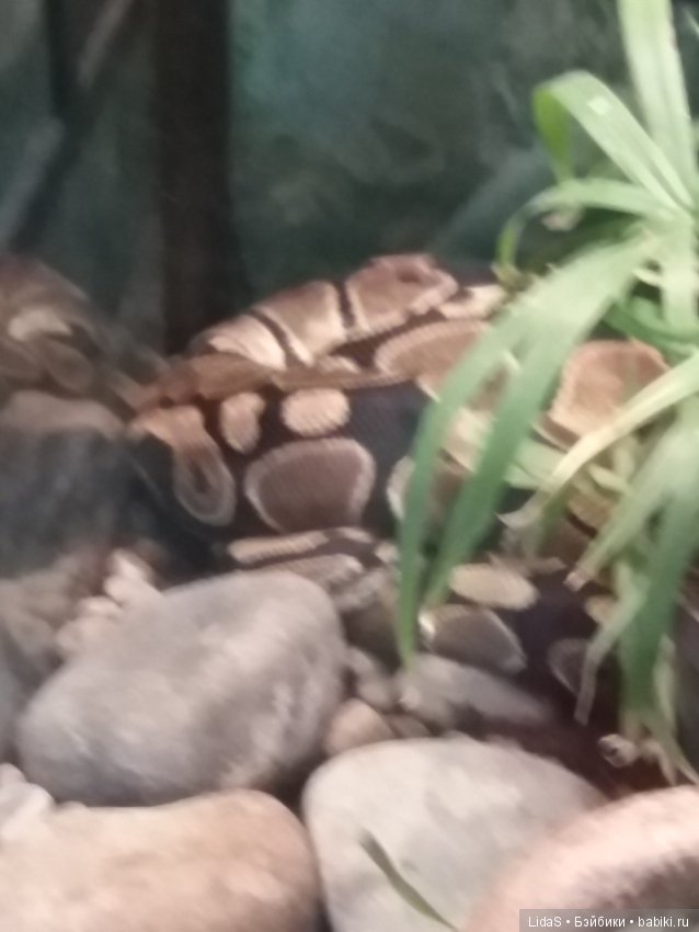 Продолжаем прогулку по зоопарку г. Новосибирска