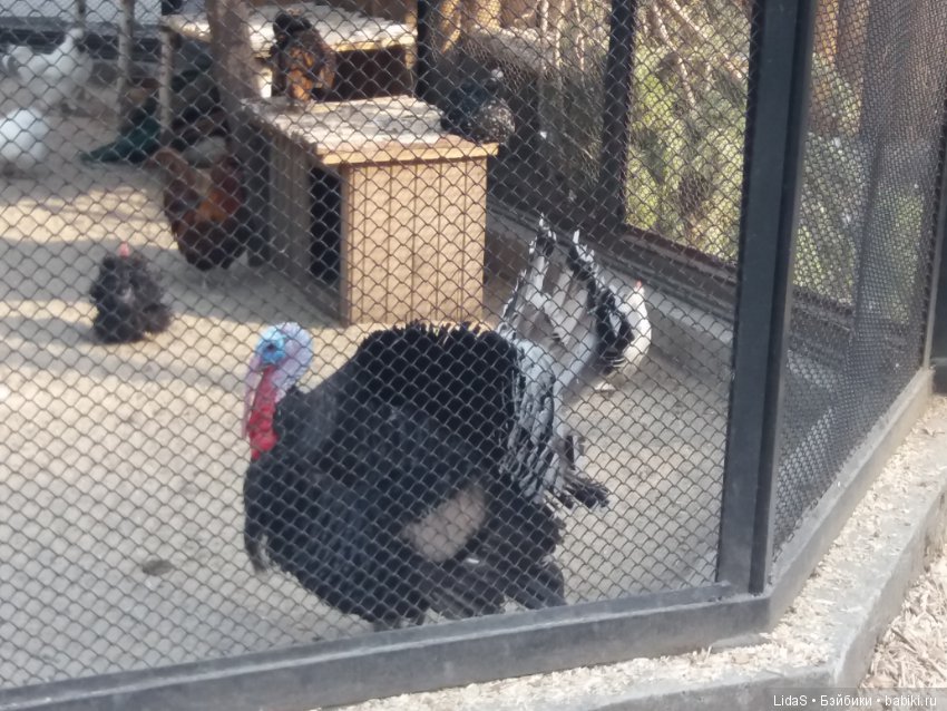 Продолжаем прогулку по зоопарку г. Новосибирска