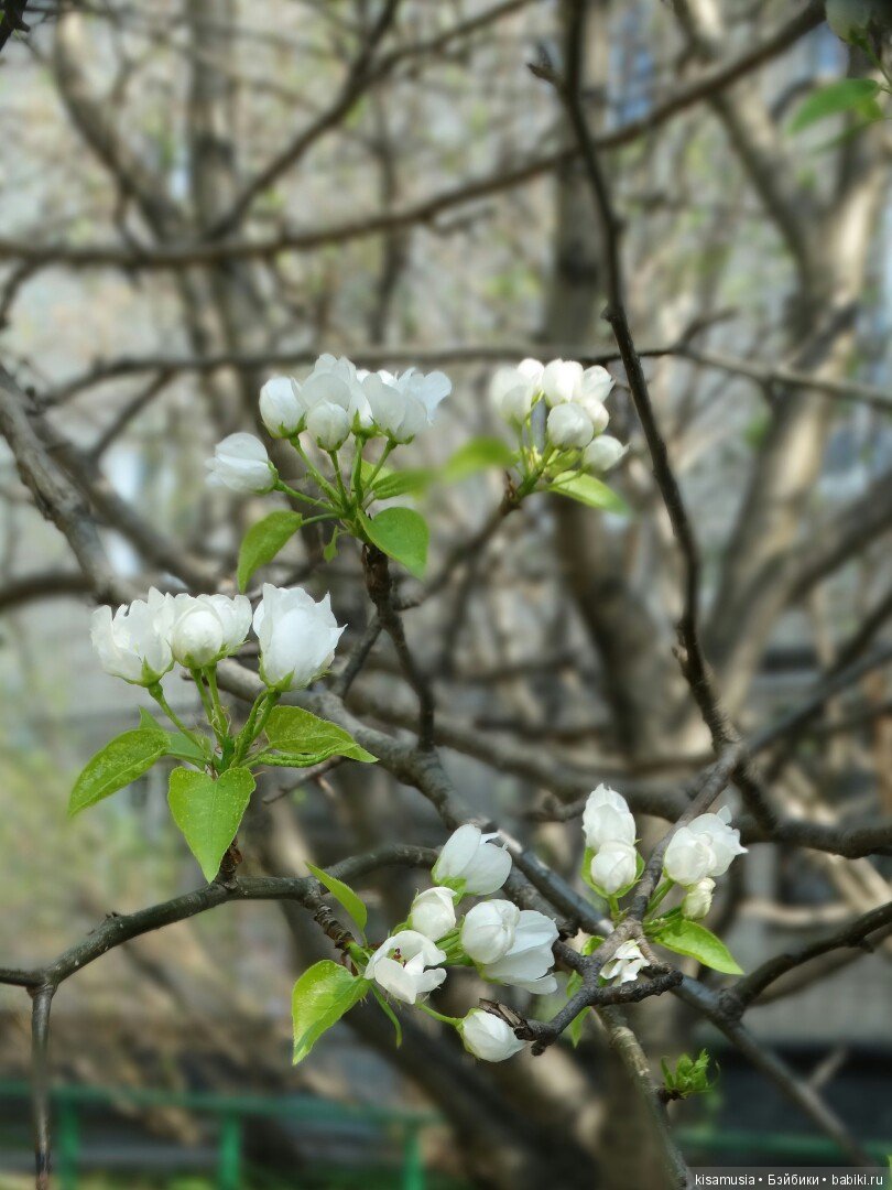 Весенняя Дженни — Куклы Takara Tomy (Такара): Licca (Ликка) (фото 6)