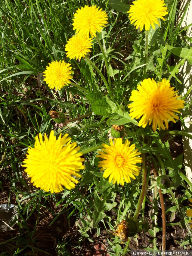 В благодарность — Болталка и разговоры обо всем: жизнь (фото 5)