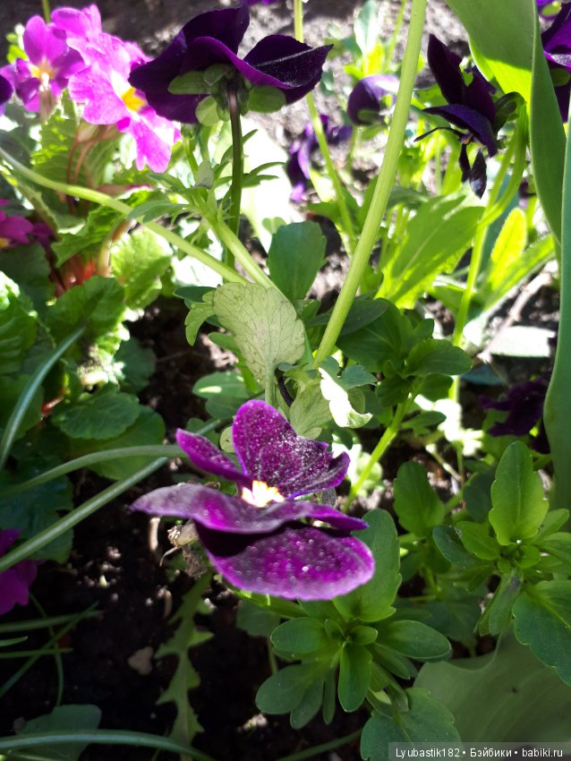 В благодарность — Болталка и разговоры обо всем: жизнь (фото 4)