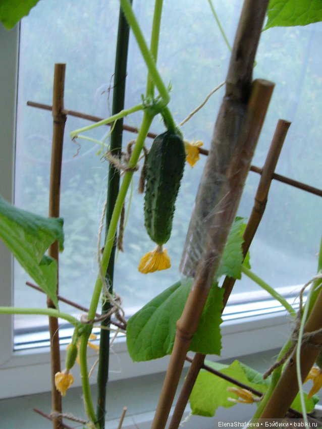 Мои огурчики так и не поехали на дачу (фото 4)