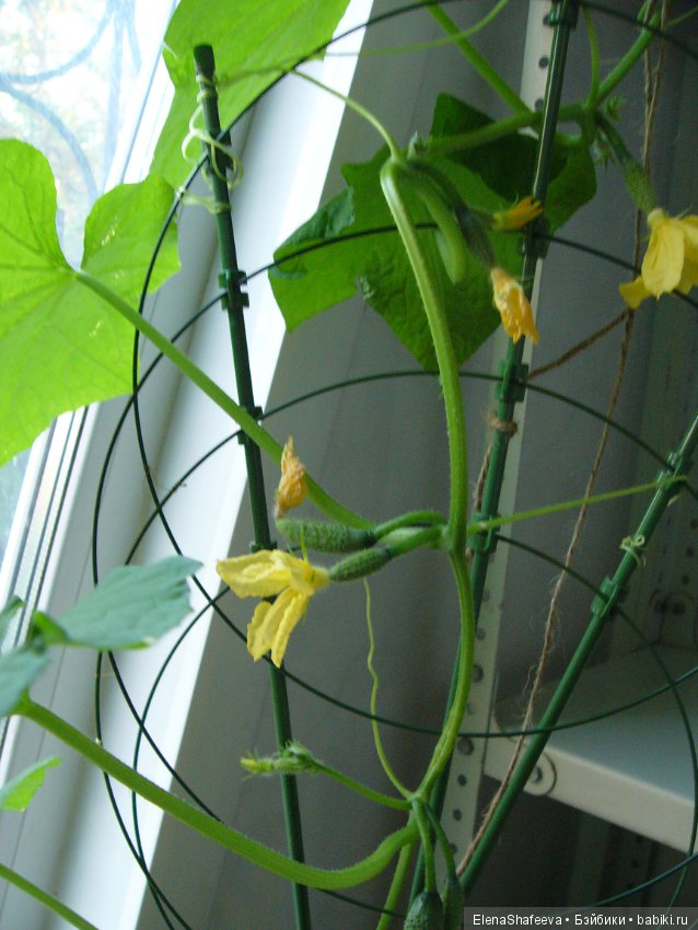 Мои огурчики так и не поехали на дачу