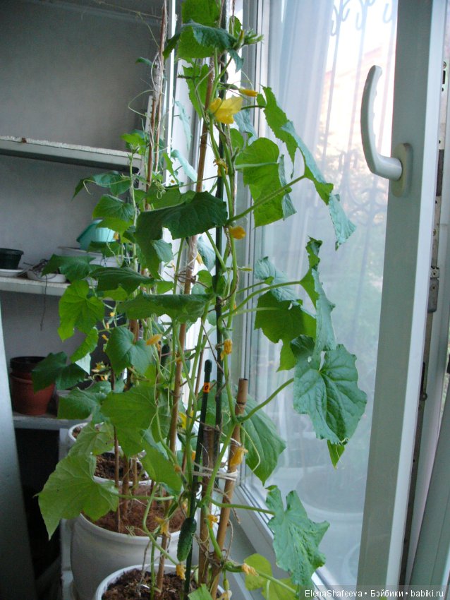 Мои огурчики так и не поехали на дачу (фото 3)