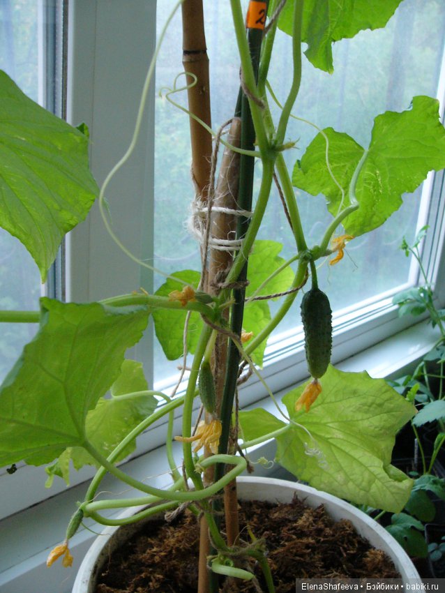 Мои огурчики так и не поехали на дачу (фото 5)