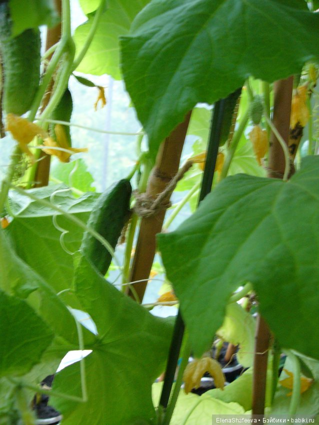 Мои огурчики так и не поехали на дачу (фото 9)