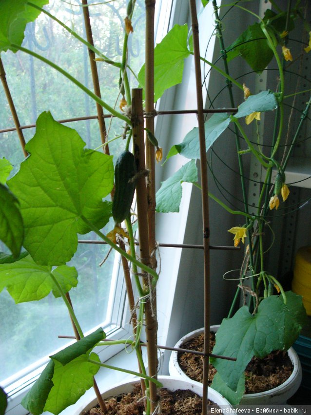 Мои огурчики так и не поехали на дачу (фото 2)