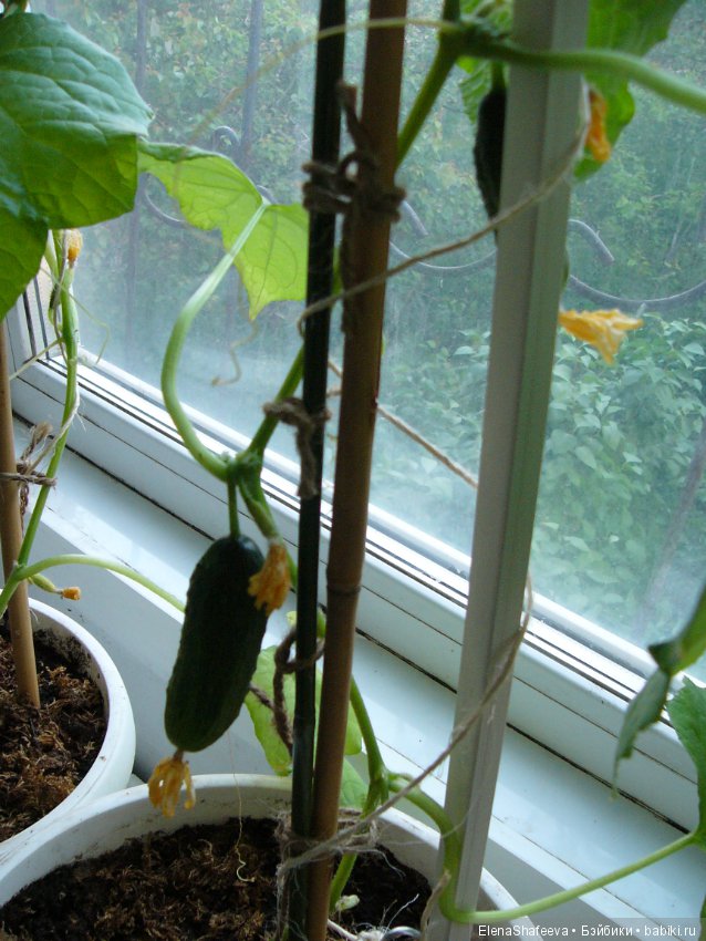 Мои огурчики так и не поехали на дачу (фото 7)