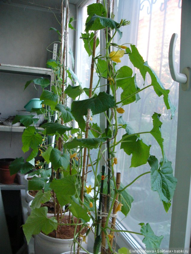 Мои огурчики так и не поехали на дачу