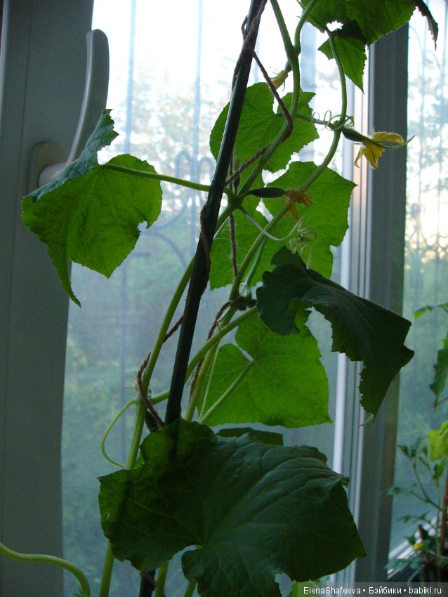 Мои огурчики так и не поехали на дачу (фото 6)