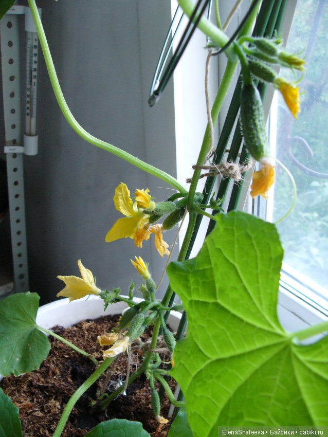 Мои огурчики так и не поехали на дачу (фото 8)