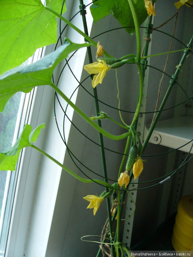 Мои огурчики так и не поехали на дачу (фото 10)