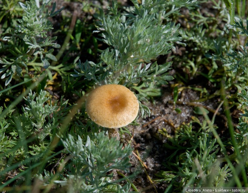Немного природы — Болталка и разговоры обо всем: жизнь (фото 3)