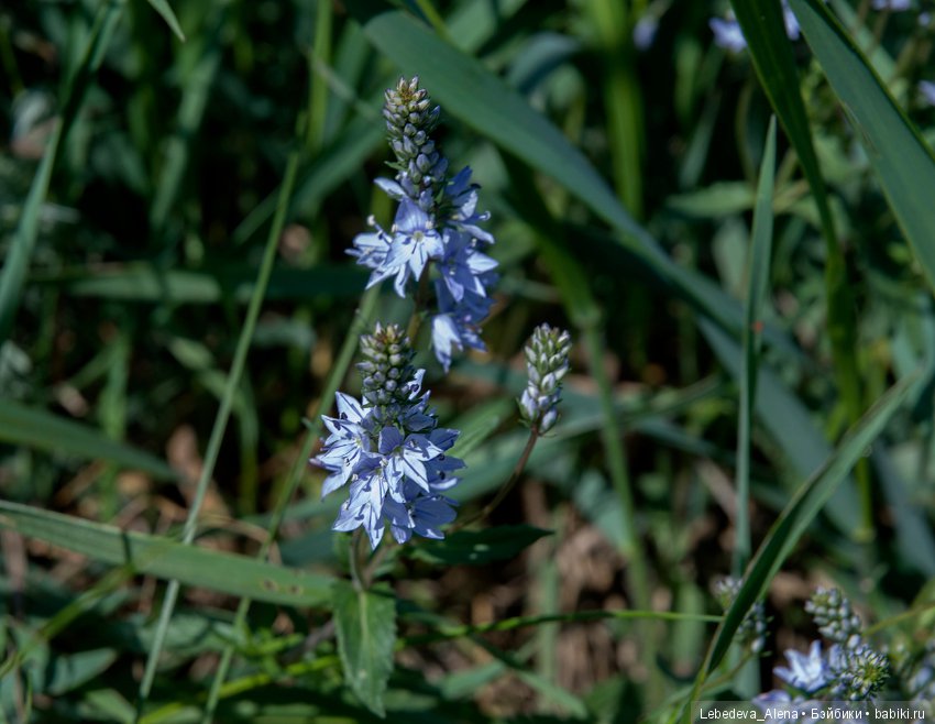 Немного природы — Болталка и разговоры обо всем: жизнь (фото 5)