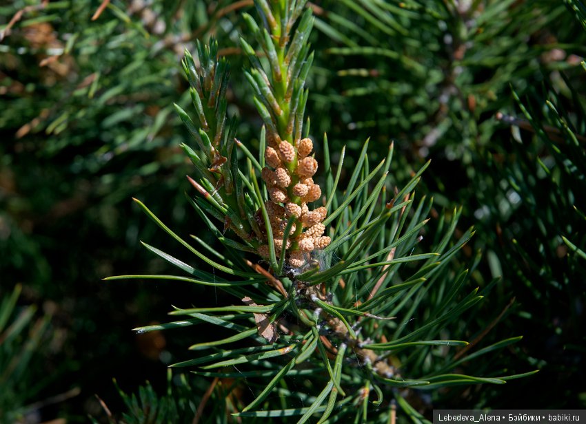 Немного природы — Болталка и разговоры обо всем: жизнь (фото 6)