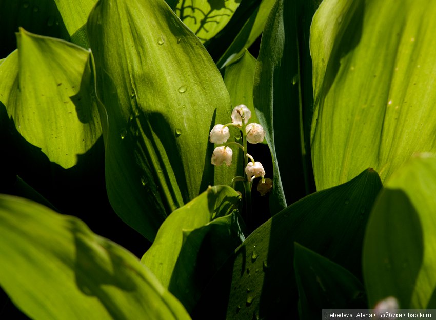 Немного природы — Болталка и разговоры обо всем: жизнь
