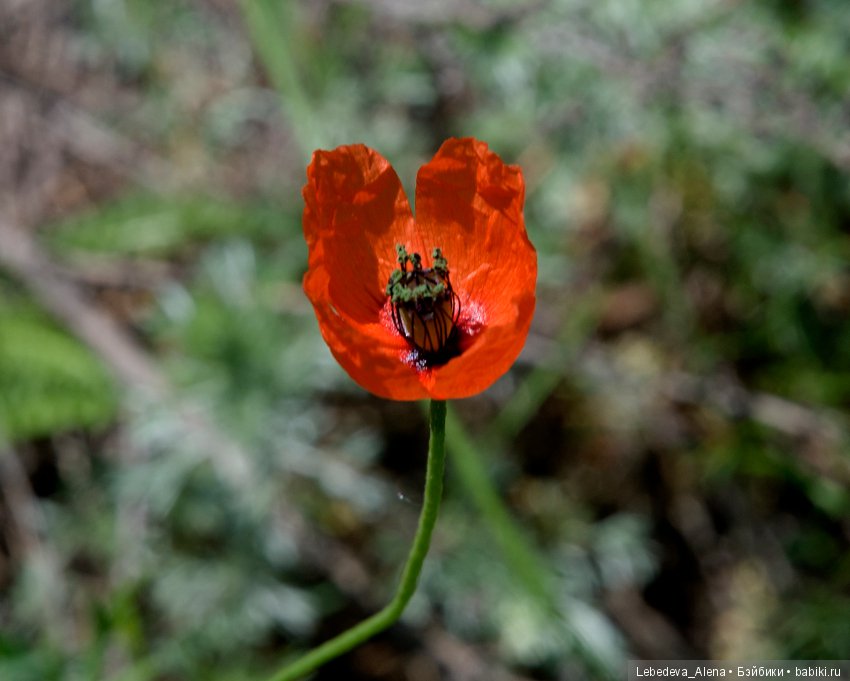 Немного природы — Болталка и разговоры обо всем: жизнь (фото 7)