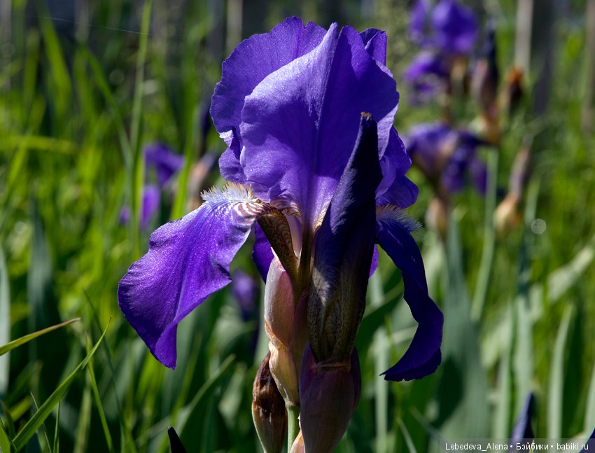 Немного природы — Болталка и разговоры обо всем: жизнь