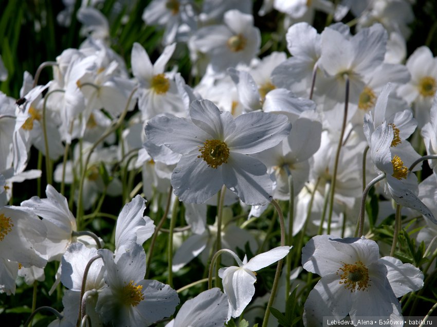 Немного природы — Болталка и разговоры обо всем: жизнь (фото 8)