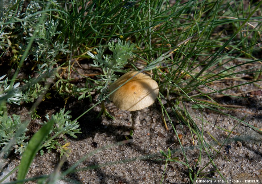 Немного природы — Болталка и разговоры обо всем: жизнь (фото 4)