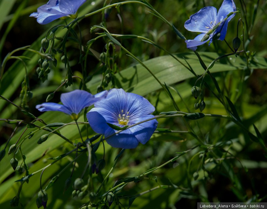 Немного природы — Болталка и разговоры обо всем: жизнь (фото 9)
