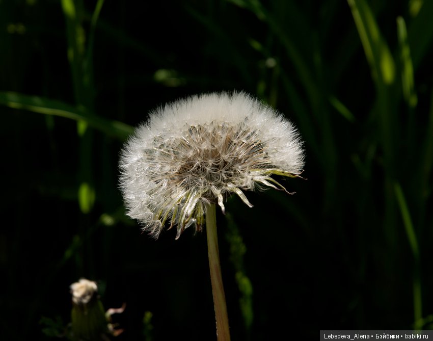 Немного природы — Болталка и разговоры обо всем: жизнь