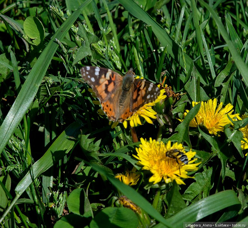 Немного природы — Болталка и разговоры обо всем: жизнь (фото 2)