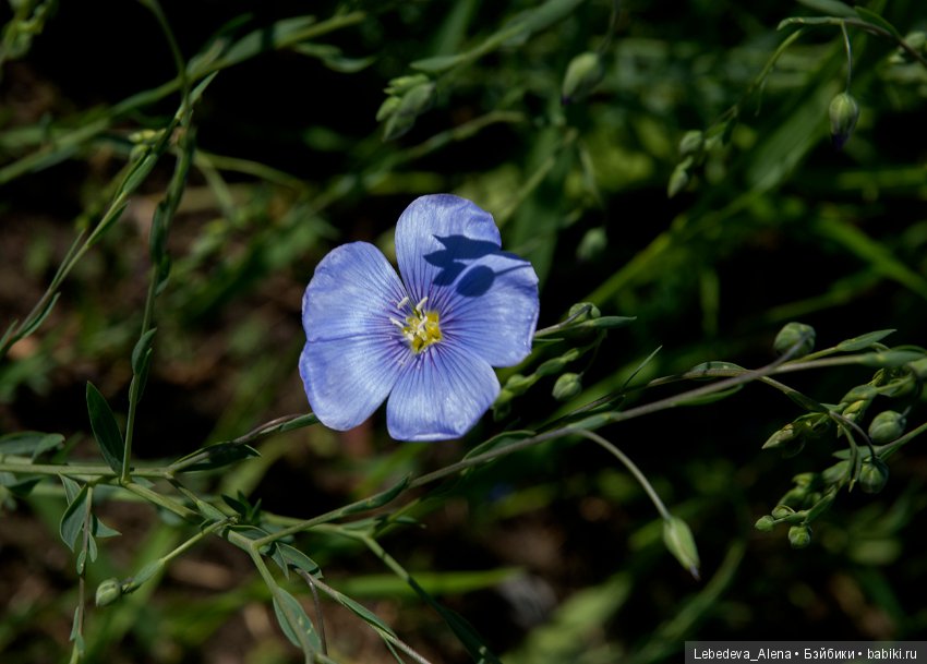 Немного природы — Болталка и разговоры обо всем: жизнь (фото 10)