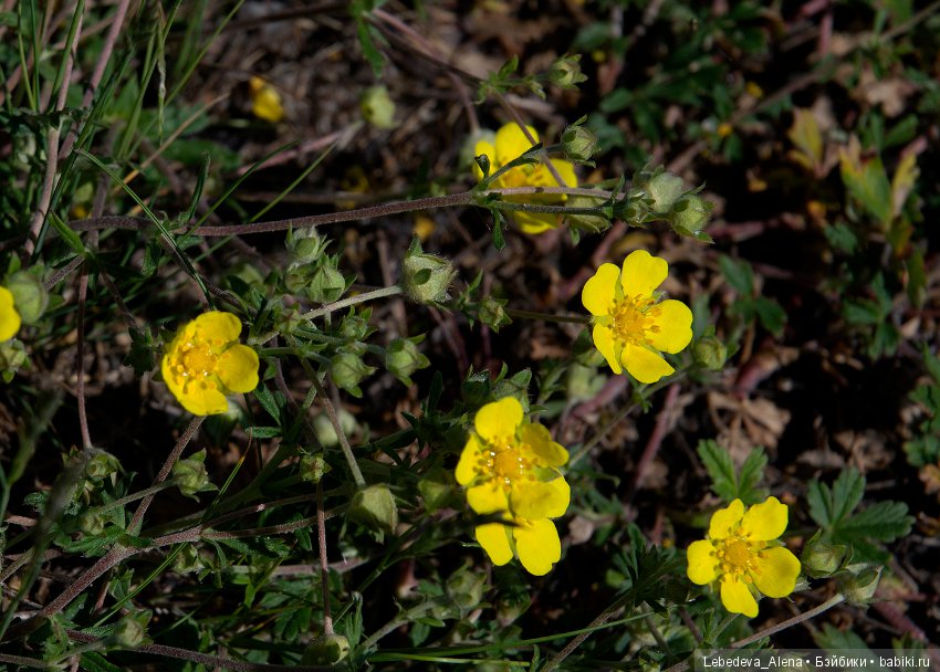 Немного природы — Болталка и разговоры обо всем: жизнь