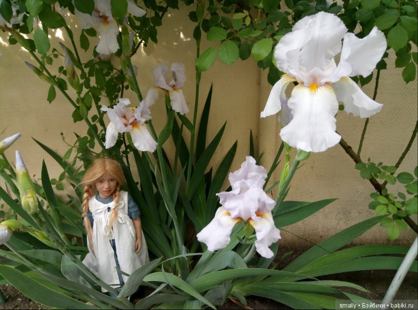 Hedwig - девочка цветущих ирисов
