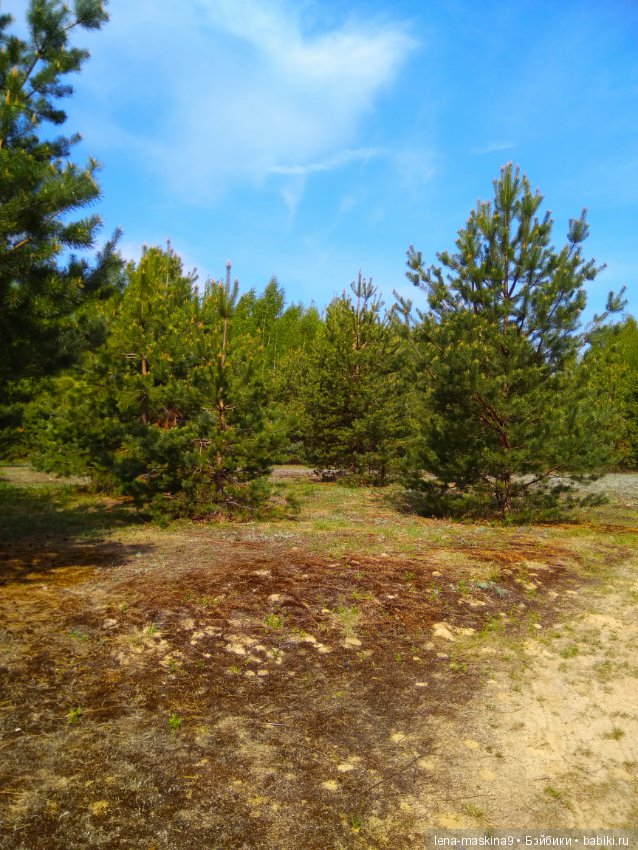 Мещера, весна, куколка ГДР (фото 10)