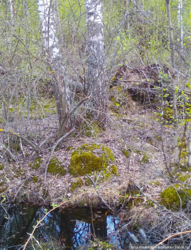 Мещера, весна, куколка ГДР