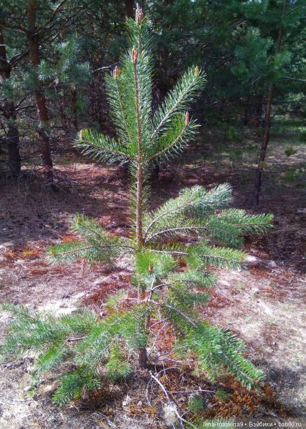 Мещера, весна, куколка ГДР