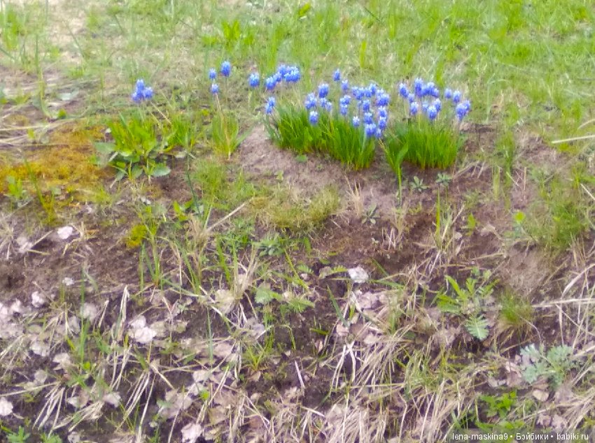 Мещера, весна, куколка ГДР