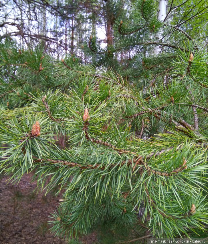 Мещера, весна, куколка ГДР
