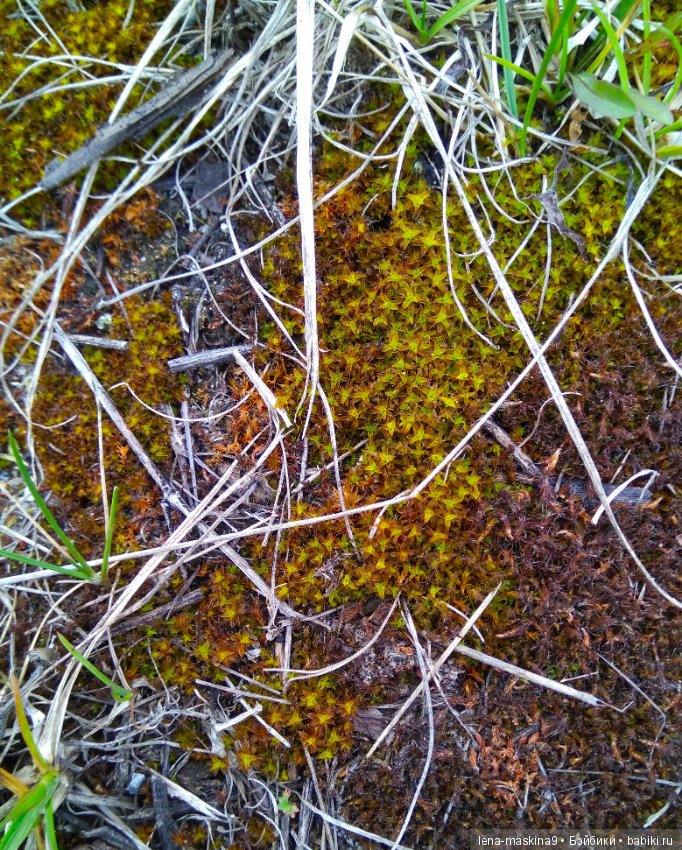 Мещера, весна, куколка ГДР