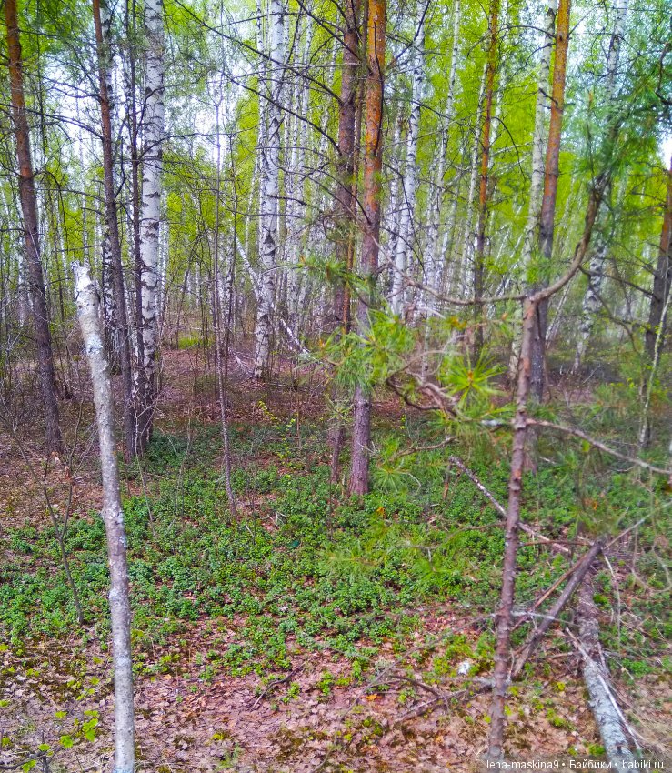 Мещера, весна, куколка ГДР