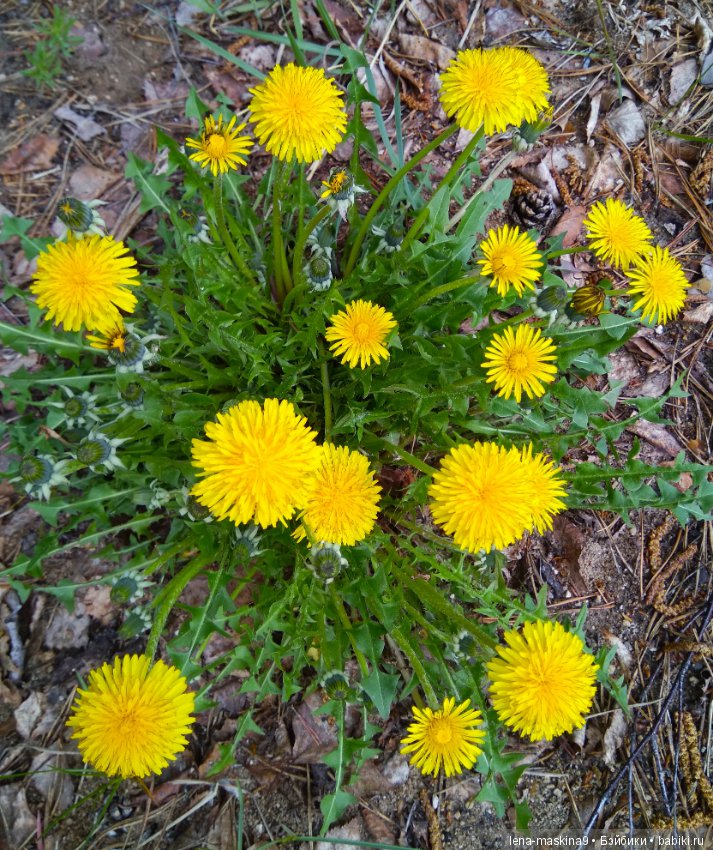 Мещера, весна, куколка ГДР