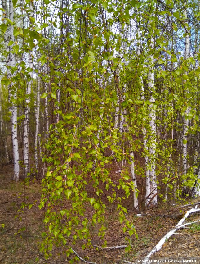 Мещера, весна, куколка ГДР