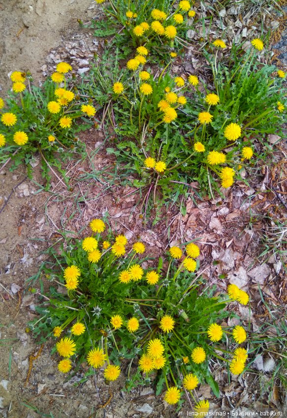 Мещера, весна, куколка ГДР